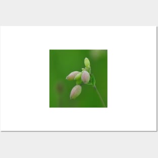 Pink and Green Bladder Campion in The Field Posters and Art